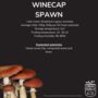 Wine Cap Mushroom Grain Spawn 1l, 5l, thumbnail 4 of 4