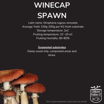 Wine Cap Mushroom Grain Spawn 1l, 5l, 4 of 4