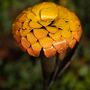 Recycled Metal Marigold Sculpture, thumbnail 2 of 5