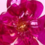 Hot Pink Bouquet Recycled Plastic Bottle Flowers, thumbnail 4 of 12