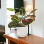 Maranta Leuconeura Prayer Plant – 12cm Tricolour Pot, thumbnail 7 of 7