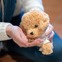 Personalised Poodle Soft Toy, thumbnail 3 of 7