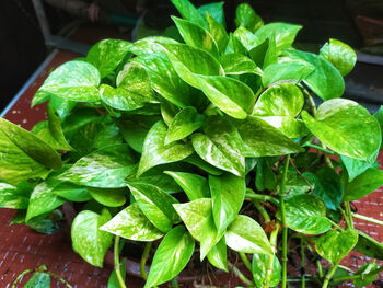 Houseplant Scindapsus Aureus In 20cm Hanging Pot, 3 of 5