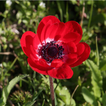 Spring Bulbs Anemone De Caen 24 X Bulb Pack, 6 of 6