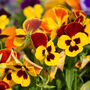 Pansy 'Autumn Blaze Mix' 20 X Plant Pack, thumbnail 1 of 2