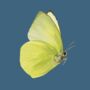 Brimstone Yellow Illustrated Butterfly Blank Card, thumbnail 2 of 3