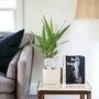 Yucca Elephantipes 12cm Easy Care Indoor Plant, thumbnail 1 of 7