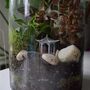 Diy Terrarium Kit With Plants X3 Christmas Gift For Plant Lover, thumbnail 10 of 10