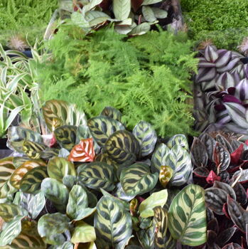 Cute Baby Terrarium Plants Plants Home Office Decor, 4 of 5