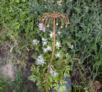 Sicilian Honey Garlic Flower, 4 of 5