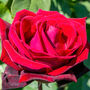 Hybrid Tea Rose 'Deep Secret' Plant In 5 L Pot, thumbnail 1 of 2