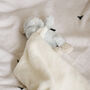 Fleece Bertie Bear Comforter For Newborn And Toddler, thumbnail 2 of 11