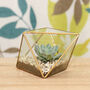 Faceted Glass Vase Succulent Terrarium New Home Gift, thumbnail 1 of 2