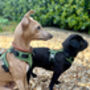 Green Leather Dog Harness, thumbnail 5 of 5