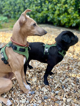 Green Leather Dog Harness, 5 of 5