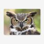 Placemats Featuring A Great Horned Owl, thumbnail 1 of 2