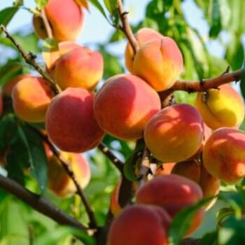 Fruit Tree Peach Two X 10 L Pots, 9 of 9
