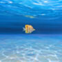 Underwater Seascape, thumbnail 5 of 8