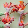 The Peach And Pumpkin Dried Flower Bunch, thumbnail 3 of 6