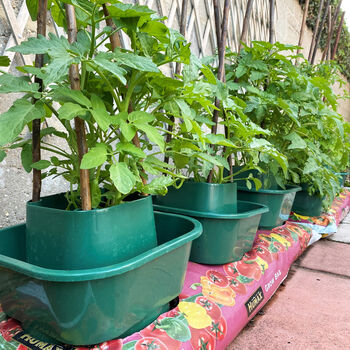 Three Thirsty Tomato Grow Bag Pots Watering Aid Kit, 2 of 11