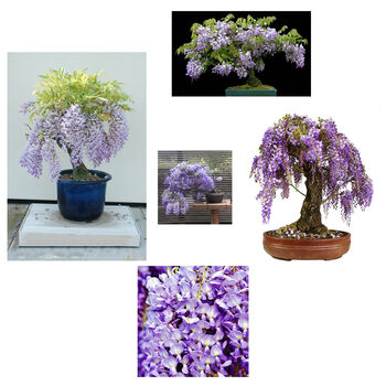 Gardening Gift. Grow Your Own Wisteria Bonsai Tree, 4 of 5