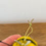 Handmade Needle Felted Bumble Bee Hanger, thumbnail 4 of 6
