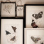 Set Of Four Framed Vintage Butterfly Art Prints, thumbnail 8 of 10