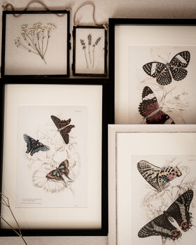 Set Of Four Framed Vintage Butterfly Art Prints, 8 of 10