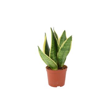 Sansevieria Superba – Snake Plant In 12cm Pot, 3 of 7