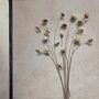 Antique Pressed Flower Frame: Natural Daisy Large, thumbnail 4 of 7
