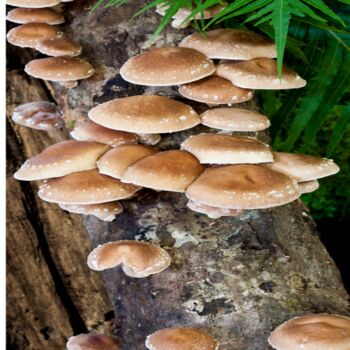 Shiitake Mushroom Plug Spawn. Buy Mushroom Dowels, 3 of 7