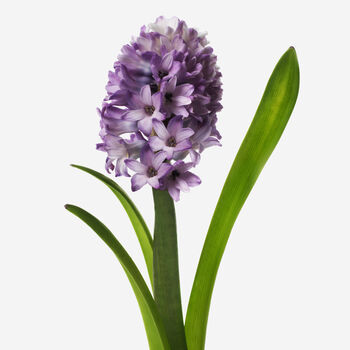 Amethyst Hyacinth Fresh Bouquet, 3 of 3