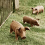 Rusty Pig, thumbnail 1 of 4