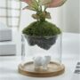 High Borosilicate Glass Moss Terrarium, thumbnail 1 of 5