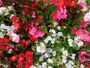 Begonia 'Green Leaf Mixed', thumbnail 2 of 9