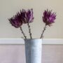 Purple Protea Dried Flowers, thumbnail 2 of 5