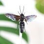 Giant Scoliid Wasp Bell Jar, thumbnail 2 of 4