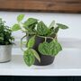 Satin Pothos Houseplant In 12cm Pot – Silver Vine, thumbnail 1 of 6