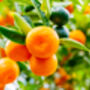 Citrus Orange Tree In Five Litre Pot, thumbnail 3 of 11