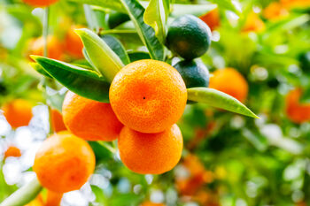 Citrus Orange Tree In Five Litre Pot, 3 of 11