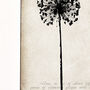 Allium Seedhead Fine Art Print, 'Botanical Series', thumbnail 3 of 5