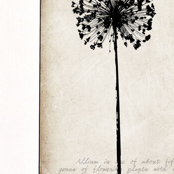 Allium Seedhead Fine Art Print, 'Botanical Series', 3 of 5