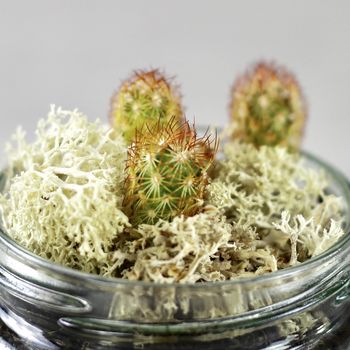Personalised Cactus Jar Grow Kit, 11 of 12