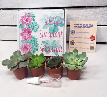 Succulent Selection Box, 3 of 4