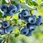 Fruit Plant Blueberry Brigitta One In Two Litre Pot, thumbnail 1 of 5