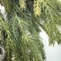 Real Touch Norfolk Pine Garland, thumbnail 2 of 2