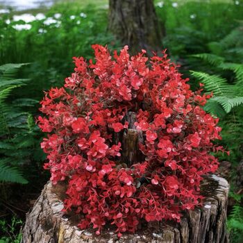 Red Christmas Outdoor Eucalyptus Wreath, 5 of 6