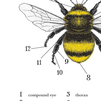 Anatomy Of A Bee Print, 2 of 11