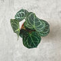 Mini Crystal Anthurium Potted Paper Plant, thumbnail 3 of 6