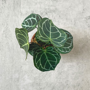 Mini Crystal Anthurium Potted Paper Plant, 3 of 6